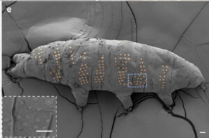 Tardigrade Tattoos Could Pave the Way for Microscopic Medical Devices