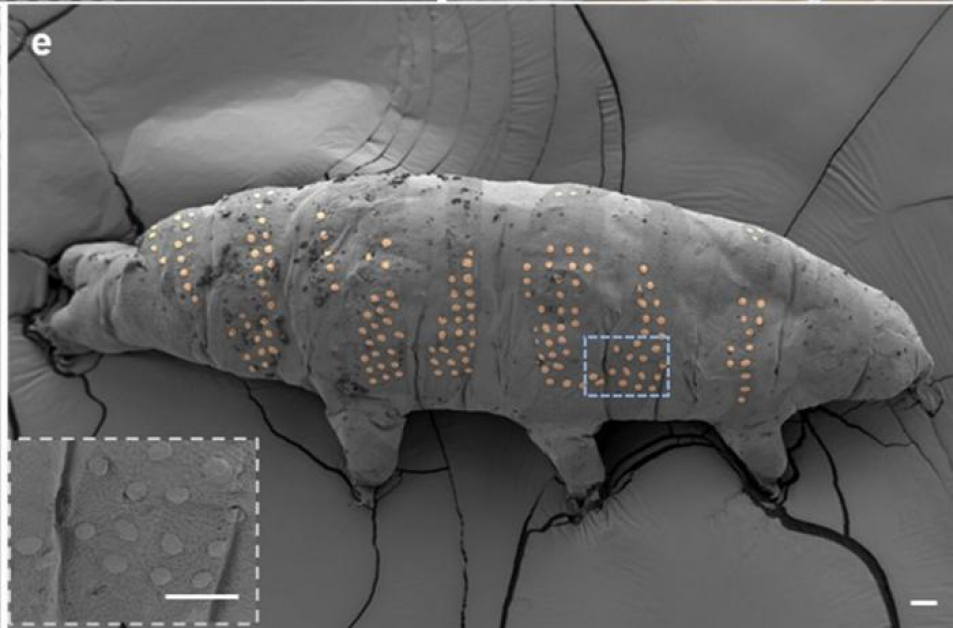 Tardigrade Tattoos Could Pave the Way for Microscopic Medical Devices