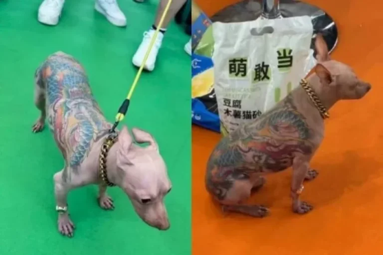Hairless Dog with Full Back Tattoo Sparks Controversy at Pet Show